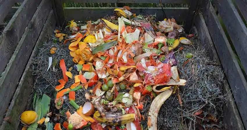 composte food scraps