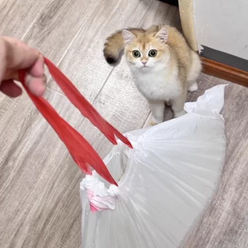 cat litter bags