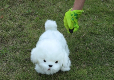 compostable dog poop bag