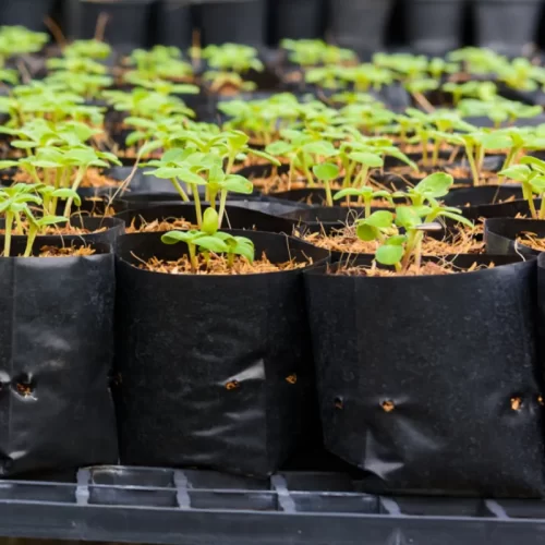 biodegradable seedling bag