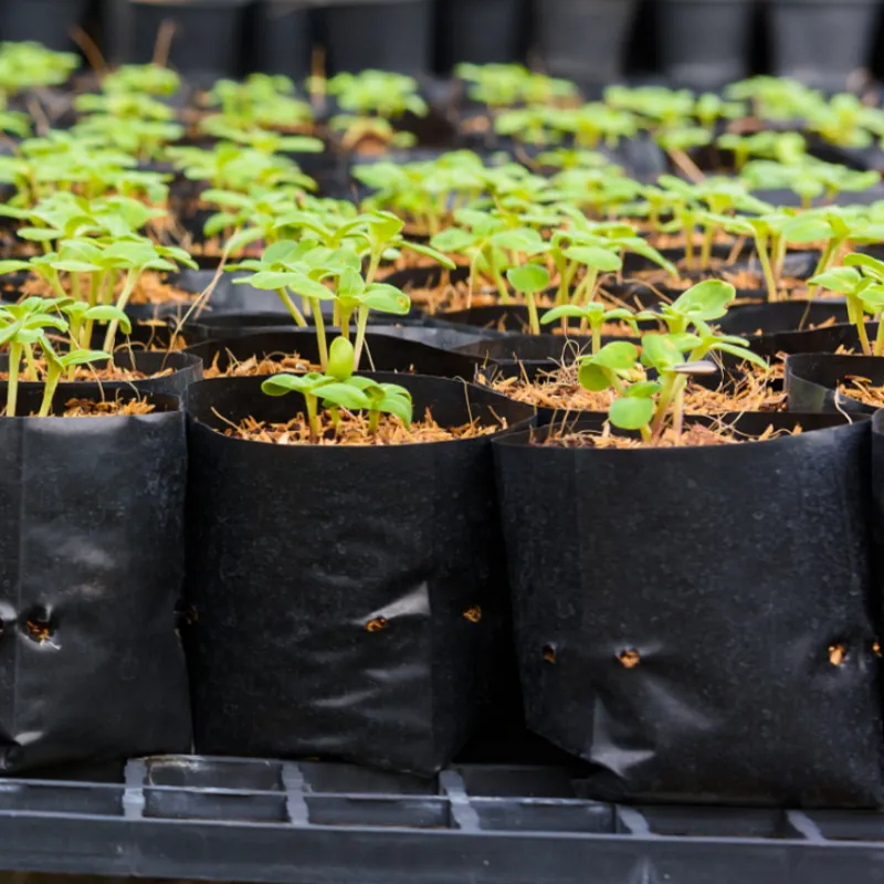 biodegradable seedling bag