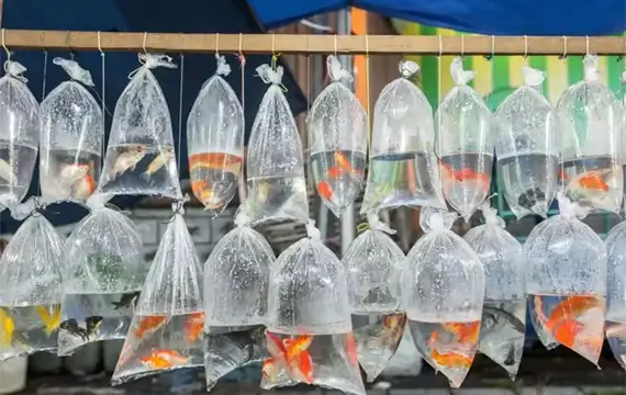 fish transport bags for aquatic life